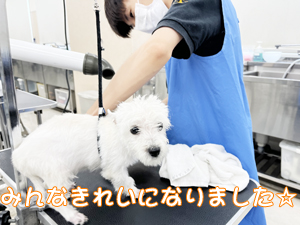 定期シャンプーでいつも清潔！